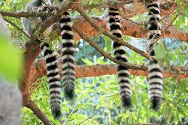 lemur tail | Chelsea Scrolls