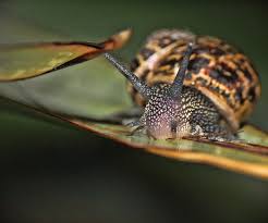 snail | Chelsea Scrolls
