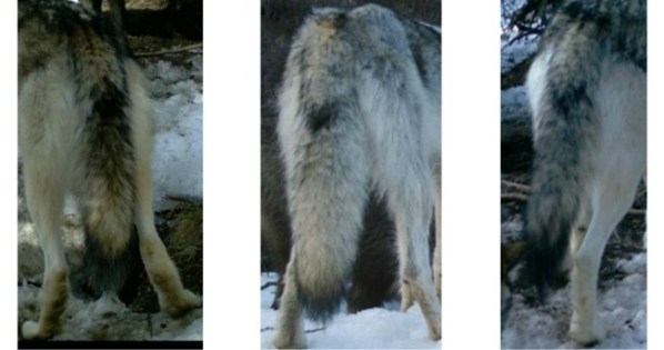 wolf tails | Chelsea Scrolls