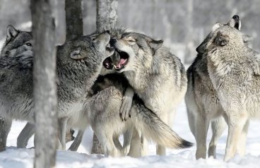 wolves | Chelsea Scrolls
