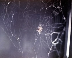 arabella sklyab spider web