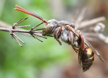bee stick torpor | Chelsea Scrolls