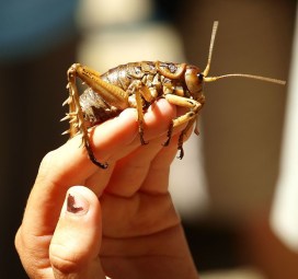 weta | Chelsea Scrolls