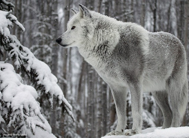 white wolf