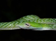 vinesnake. okay, if you're already freaky, you're not allowed to change freaky