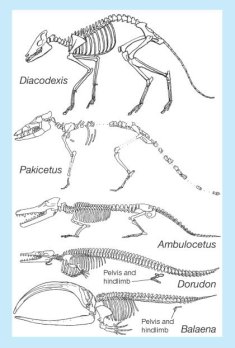 note vestigial pelvis, so cool