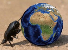 Atlas dung beetle | Chelsea Scrolls
