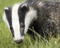 badger | Chelsea Scrolls