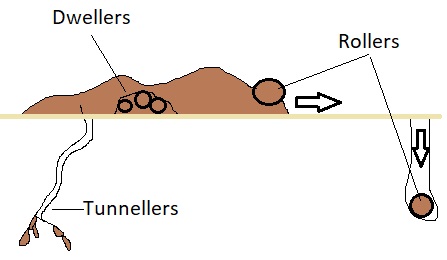 dung beetle types | Chelsea Scrolls