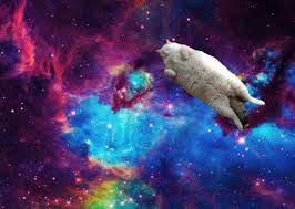 fat cat in space