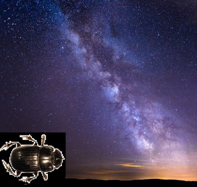 dung beetle milky way | Chelsea Scrolls