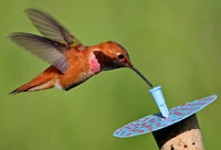 to make flower you will need, cardboard, one cork, a syringe, and an adult