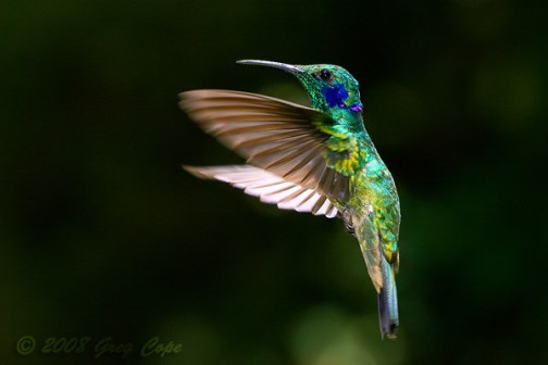 hummingbird-flying