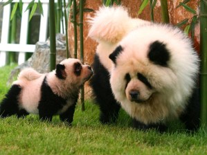 chow chow panda