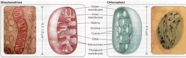 Mighty Mouse Mitochondria and it's inevitably underrated sidekick Chlora the Explorer Chloroplast