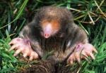 Mole McWhack: not it