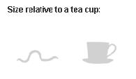 National Geographic's HD full color detail helps us understand worms in comparison to what it really comes down to. Teacups.