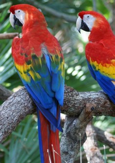 macaw | Chelsea Scrolls