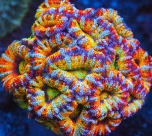 Rainbow coral Acanthastrea