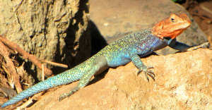 kenyan rock agama