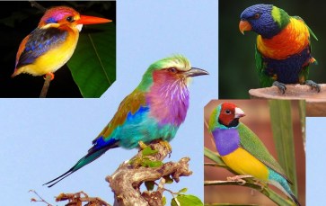 Oriental dwarf kingfisher (top left), lilac breasted roller (center), rainbow lorikeet (top right), Gouldian finch (lower right)