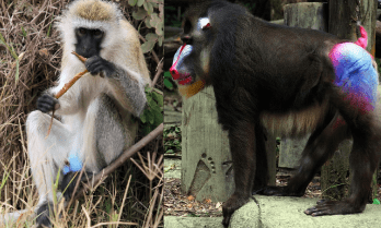 vervet monkey, mandrill