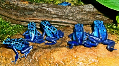 The poison dart frog's ritual back-turning on pigment