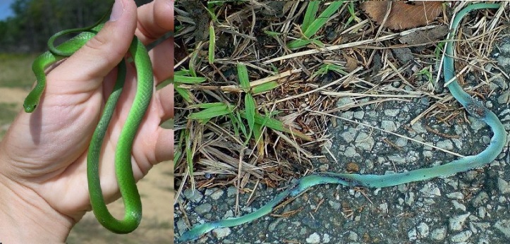 Smooth green snake structural coloring