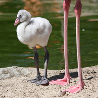 pigment flamingo