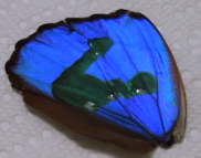 morpho structural coloration