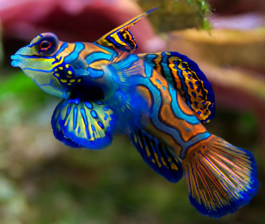 mandarinfish