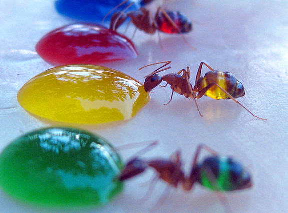 Do transparent ants of Southern India count?