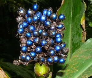 Pollia condensata blue berry group