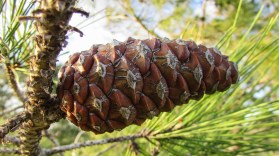 The soft, supple flesh of the insta-snack, the pinecone