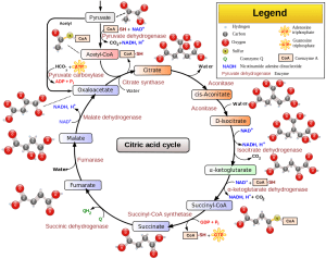 citric acid cycle