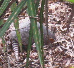 armadillo