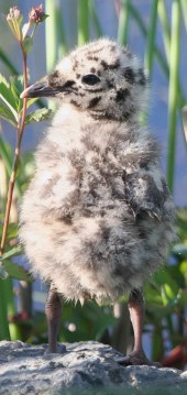seagull chick