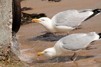 European herring gull