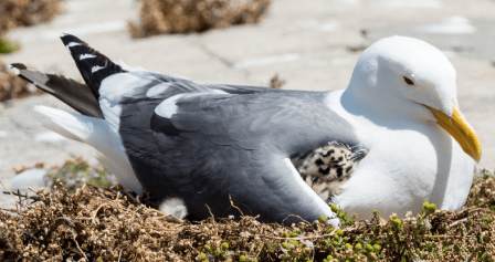seagull herring gull baby