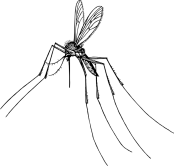 mosquito | chelsea scrolls
