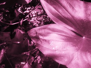 spider | Chelsea Scrolls